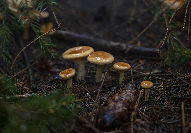 ForestFloor14