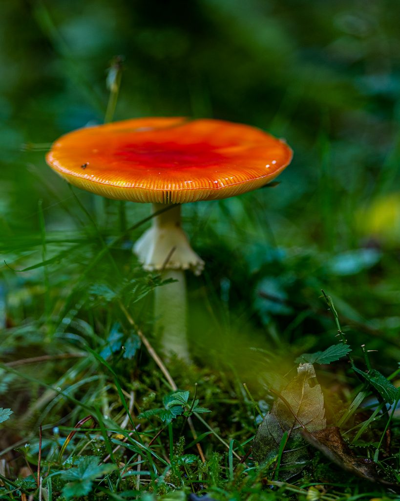 Autumn Forest Foraging